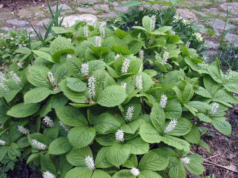 Cuidado de arbustos perennes