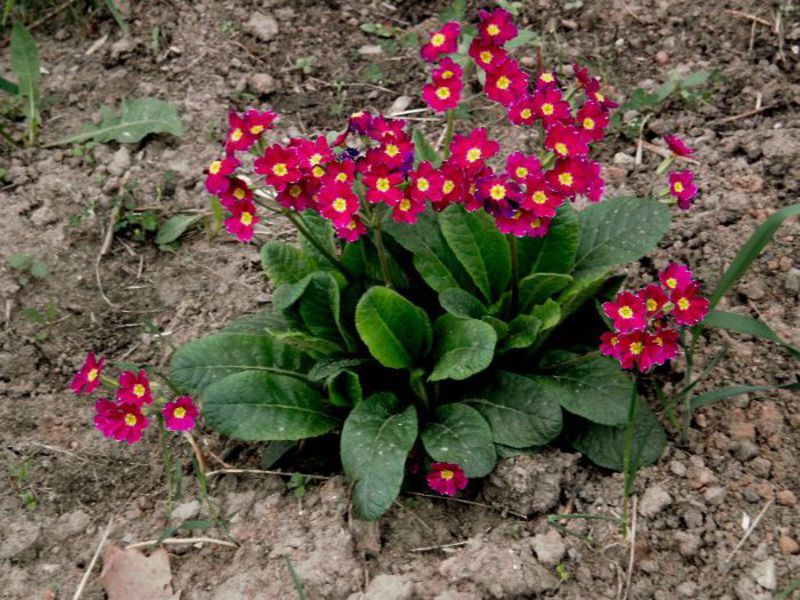 Have smukke blomster