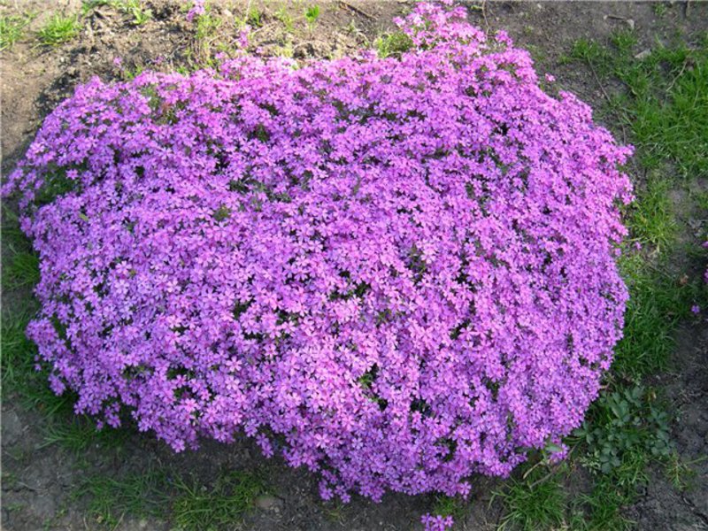 Lange bloeiende bloemen