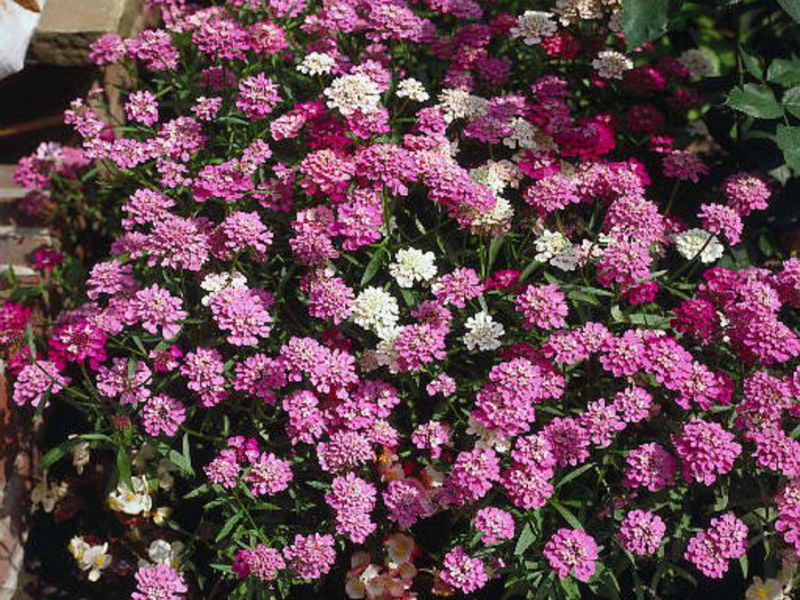 Vaste planten in de tuin