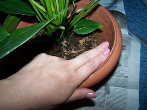 Kako pravilno presaditi anthurium