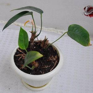 Fortpflanzung von Anthurium