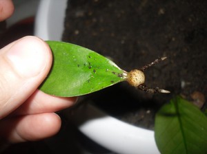 كيفية نشر zamioculcas