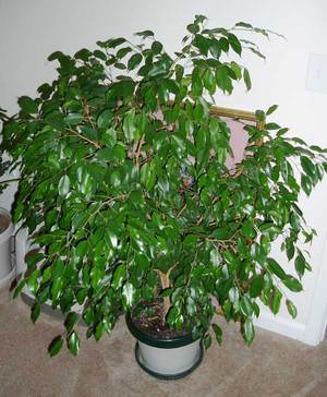 Πώς να μεταμοσχεύσετε σωστά το ficus