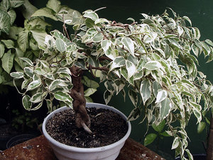 Bedingungen für Ficus