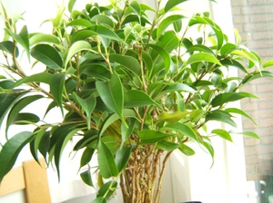 Benjamin ficus care