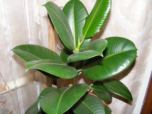 Các loại ficusrv