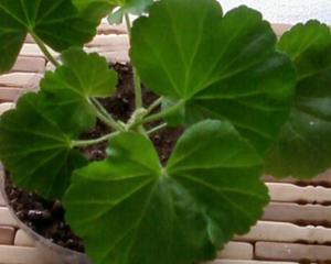 Waarom geraniums niet bloeien