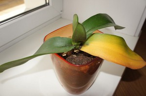 Orchideenkrankheiten