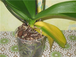 Orchid leaves turn yellow