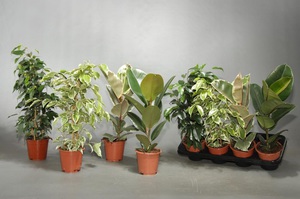 Description of indoor plant ficus