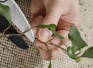 Características de la reproducción de ficus por esquejes en casa.