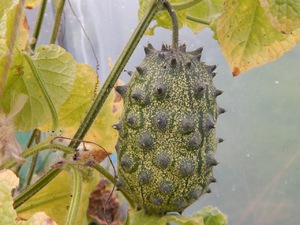 Los beneficios de la fruta Kiwano