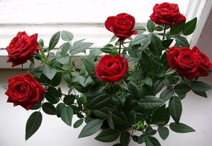 Liste des types de roses d'intérieur