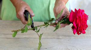 Beskrivelse av metoden for forplantning av roser ved lagdeling hjemme