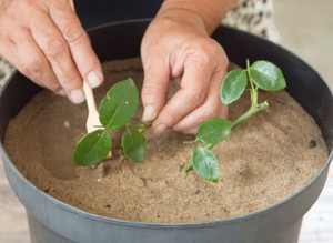 Característiques de la propagació de roses per esqueixos a terra