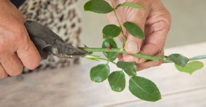 Règles de choix et de préparation des boutures de roses pour la multiplication