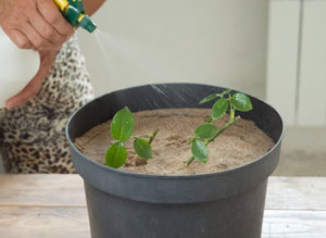 Tips van ervaren bloemisten over het vermeerderen van rozen door stekken