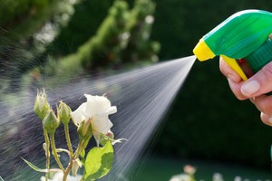 Pragas e doenças de rosas e métodos de controle e tratamento