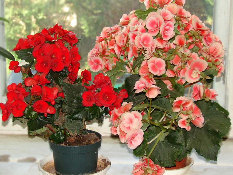 Variedades de begonias de flores de interior.