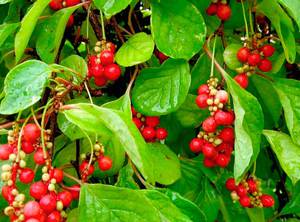 Schisandra chinensis ārstnieciskās īpašības un kontrindikācijas