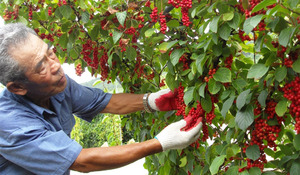 Erva-cidreira chinesa medicinal