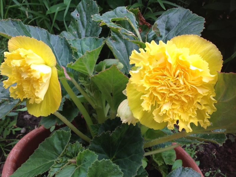 Beschrijving van gele begonia binnenshuis