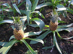 Ananas im Gewächshaus