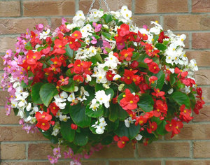 Descrierea camerei begonia graceful