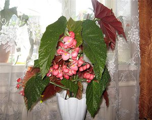 Kenmerken van begonia binnenshuis