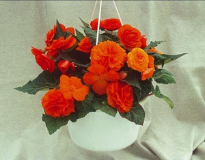 Beschrijving van indoor begonia Non stop