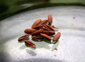 Característiques de triar les llavors de gerani i preparar-les per plantar-les