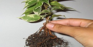 Características do transplante de Benjamin ficus em casa