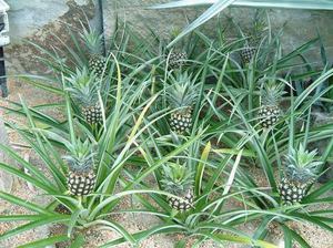 Ananas bitkilerinin karakteristik bir tanımı