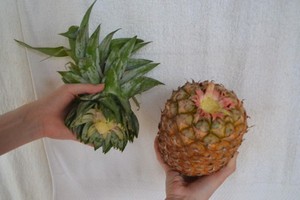 Ananas ekimi için malzeme seçme ve hazırlama yöntemi