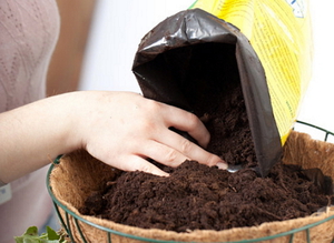 Regras para preparar solo e recipientes para o cultivo de abacaxi