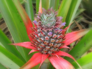 Características da estimulação da floração do abacaxi em casa