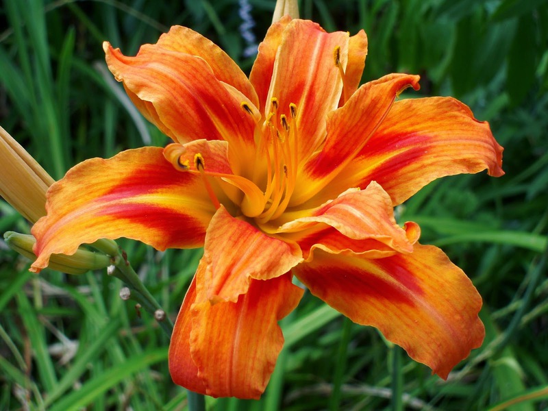 Senarai jenis dan nama daylily