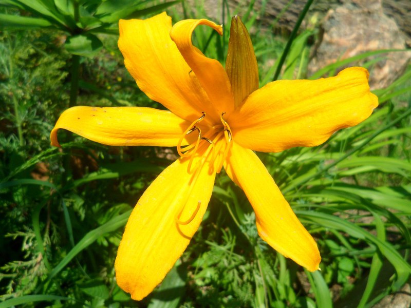 Paglalarawan ng paglitaw ng Middendorf daylily