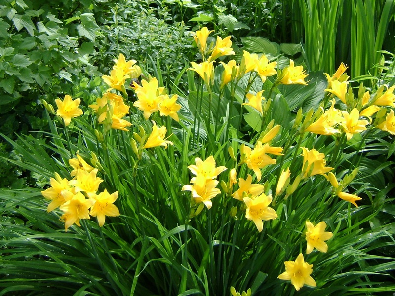 Mga katangian ng daylily na bulaklak Citrine