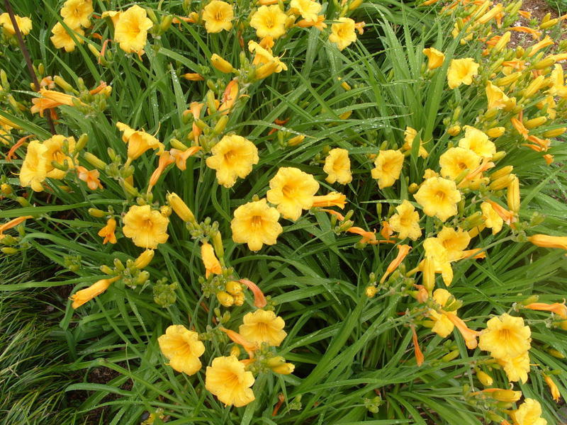 Vlastnosti hybridnej odrody daylilies Stella de Oro