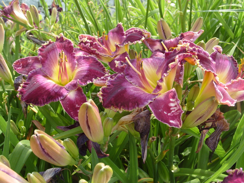 Isang katangian na paglalarawan ng mga Midnight Magic daylily