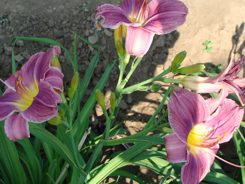 Penerangan mengenai bunga daylilies Prairie Blue Ice