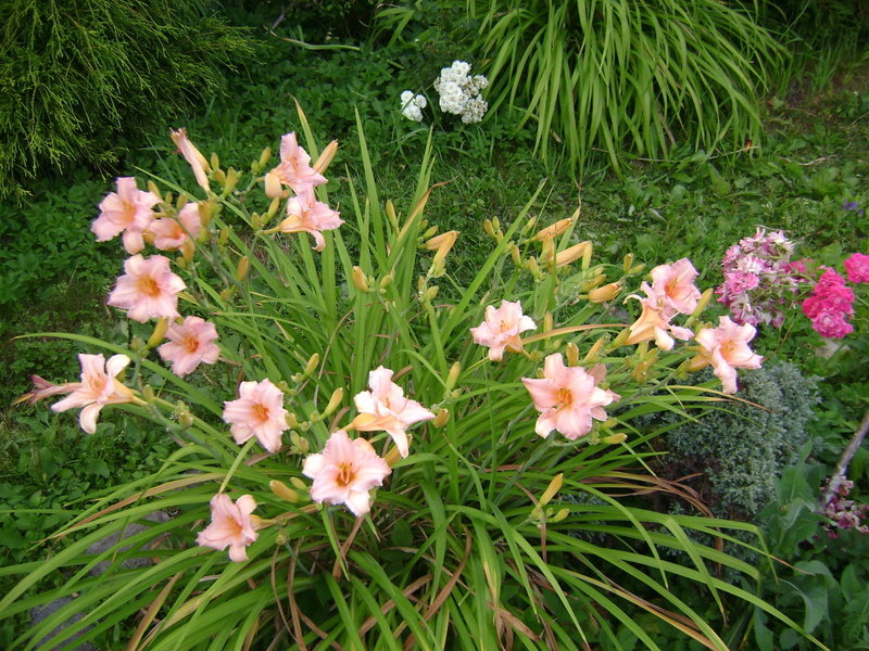 Das Aussehen der Blüten der Taglilien Margaret Perry