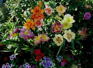 Features of choosing a variety of daylilies for growing