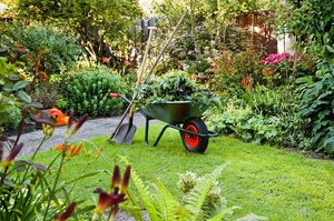 Regras para cuidar de flores daylilies