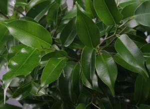 Ficus gondozása