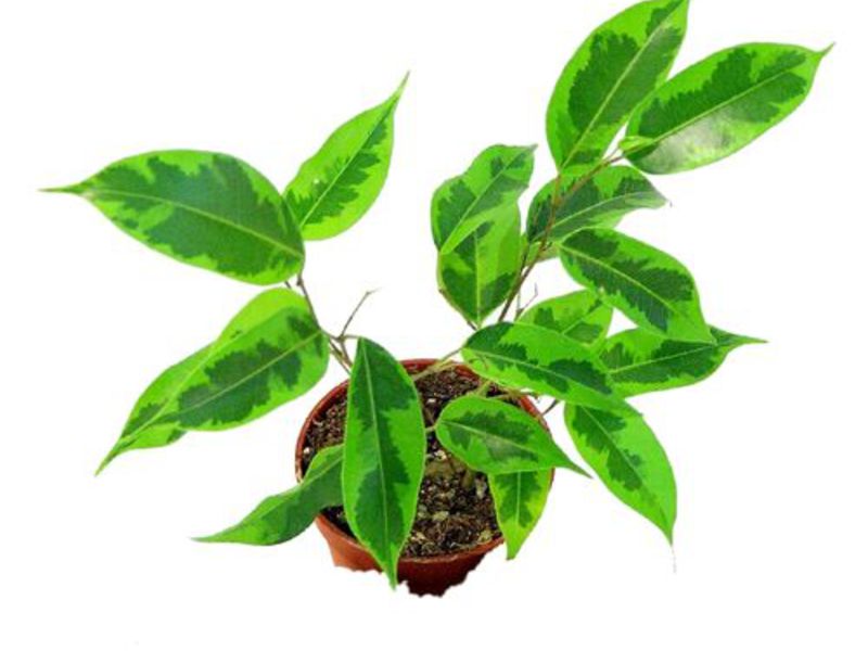 Hogyan nő a ficus