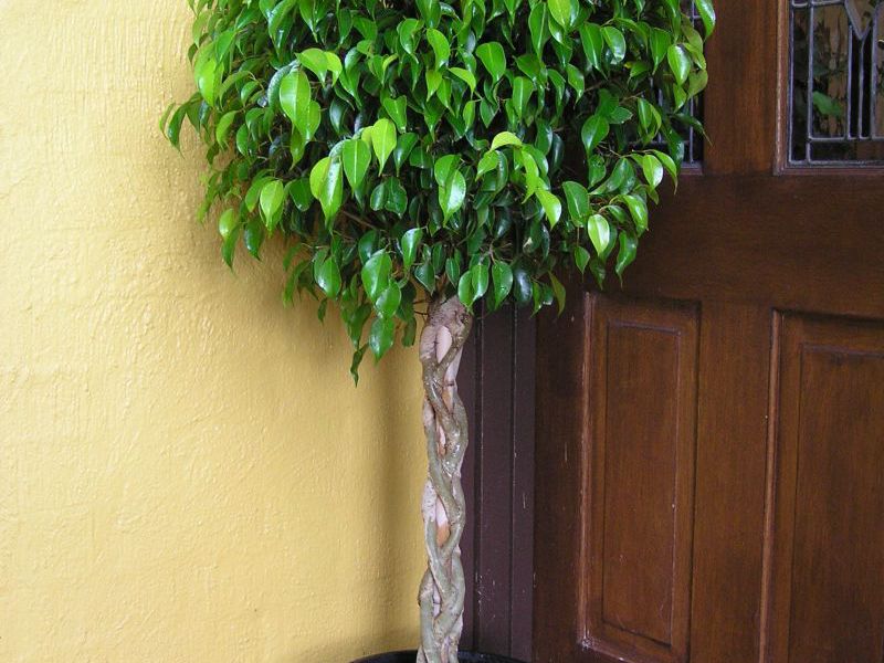 Soiuri de ficusuri