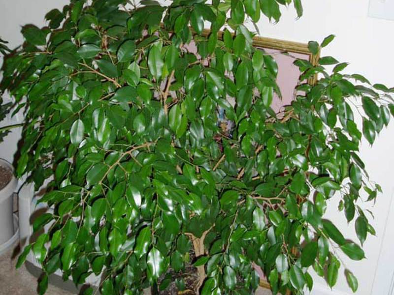 Innendørs planteficus